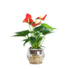 植物花卉